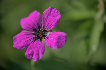 Eine Geranium Cinereum Blüte