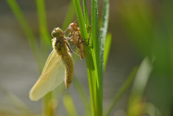 Eine geschlüpfte Libelle mit Kokon am Gras