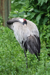 Naklejka premium Graukranich