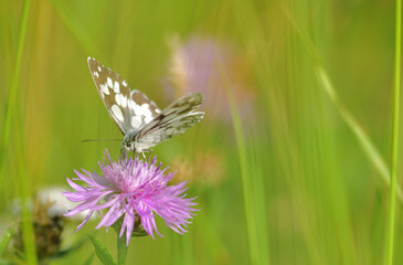 Ein Schachbrettfalter in einer Blumenwiese