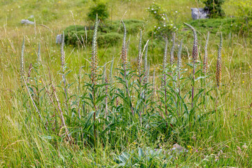 Digitalis parviflora. Foxglove, flowering plant in mountain meadow. Cantabrian Mountains, Leon,...