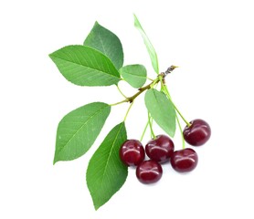 Cherry branch with fresh ripe organic fruits and leaves, isolated on a white background.