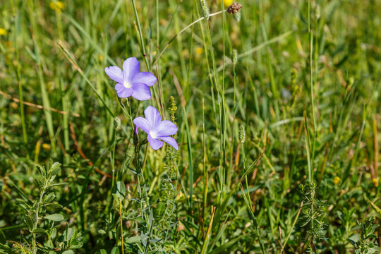 Linum narbonense. Blue flax flowers among the vegetation in meadow. Cantabrian Mountains, Leon, Spain.