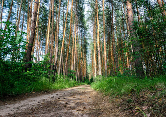 tall pine trees and a road in a forest without people