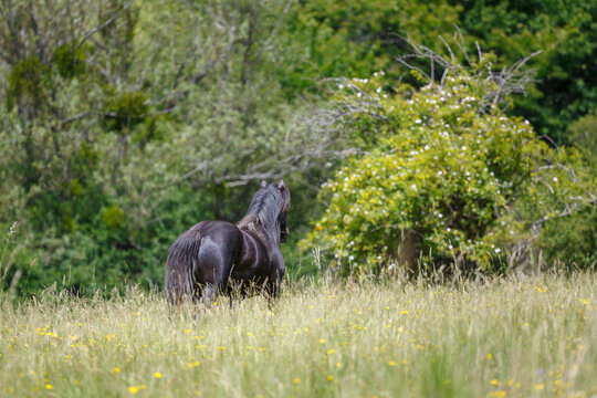 Detail of beautiful coat of pottoka horse walking away. Equus caballus. Cantabrian Mountains, León, Spain.