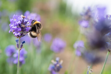 A bumblebee enjoying lavender flowers in a garden. The focus is soft.