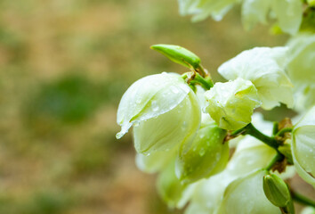 Yucca flowering plant