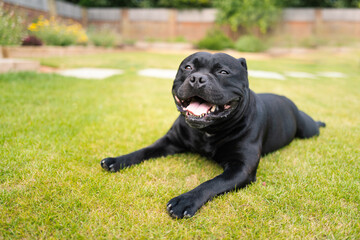 Happy Staffordshire Bull Terrier dog lying on grass with his front legs and paws in front of him. He is looking at the camera.