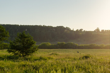 Fototapeta na wymiar Green field at sunset on a summer evening