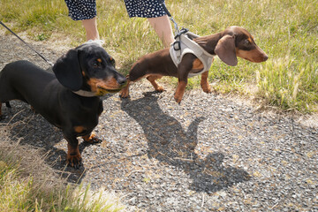 A short haired miniature dachshund  on a lead and wearing a harness. She is pulling and casting a funny shadow. Another dachshund is next to her.