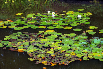Water lily plant flowers and pads - latin Nymphaeaceae - on a pond water surface in a botanical garden