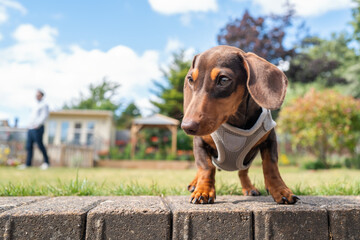 Portrait of a cute short haired  dachshund puppy wearing a harness. She is in a garden and is seen at eye level. An unrecognisable person is in soft focus in the background.
