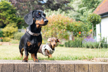 A dachshund and a miniature dachshund puppy wearing a harness standing in a garden captured at eye level.