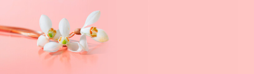 Spring snowdrop flower. Soft focus. Light pink long horizontal background.