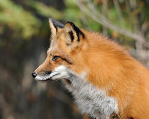 Fox stock photos. Image. Picture. Portrait.  Red fox in the summer season. Close-up head profile side view. Blur background.