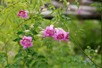 Purple flowers in the garden