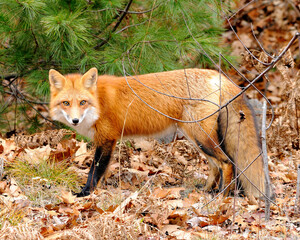 Fox stock photos. Image. Picture. Portrait. Red fox in forest with pine background.