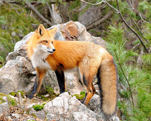Fox stock photos. Image. Picture. Portrait. Red fox standing on a rock and pine background.