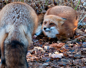 ox stock photos. Image. Picture. Portrait. Red foxes interacting with eye contact. Brown leaves ground and foliage background.