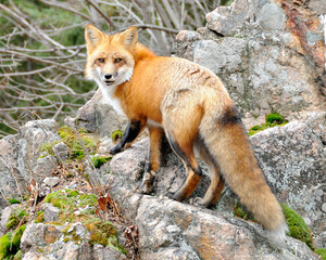 Fototapeta premium Fox stock photos. Image. Picture. Portrait. Red fox in forest standing on a rock with moss.