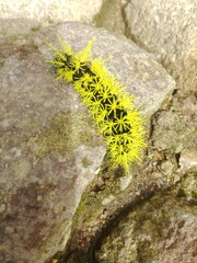 lichen on rock