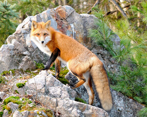 Fox stock photos. Image. Picture. Portrait. Red fox standing on a big rock with moss. Pine trees foreground and background.