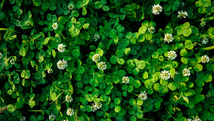 White clovers lawn