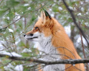 Fox stock photos. Image. Picture. Portrait.  Red fox in the winter time season. Head close-up profile view. Pine needles forground and background.