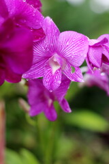 Purple orchid in the garden