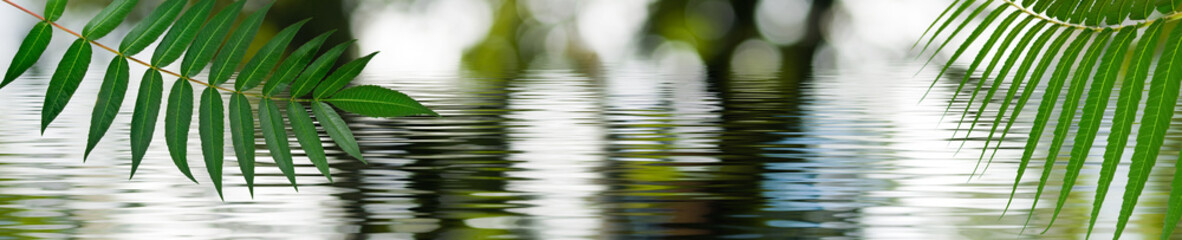 Image of a branch with leaves above the surface of the water. Wide format.