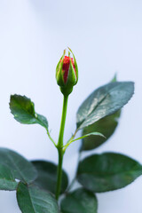 single red rose on white background