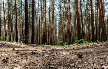 tall pine trees and a road in a forest without people