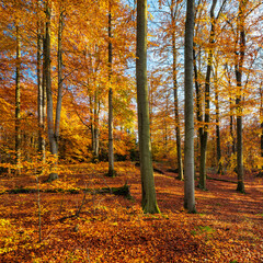 Beech Forest under blue sky in Autumn, Müritz-Nationalpark, Germany