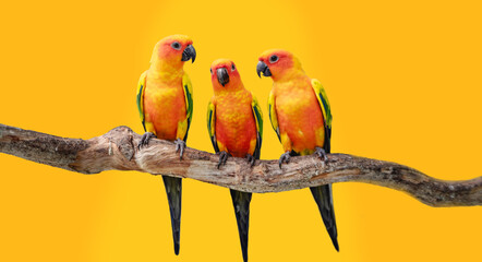 Orange Isolated :  Colorful Sun Conure(Parrot) looking on each other in the branch