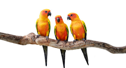 Fototapeta na wymiar White Isolated : Colorful Sun Conure(Parrot) looking on each other in the branch 