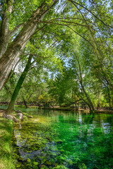 Parco del Grassano, San Salvatore Telesino, Benevento, Italy 

This park is surrounded by big trees...