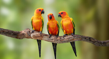 Colorful Sun Conure(Parrot) looking on each other in the branch