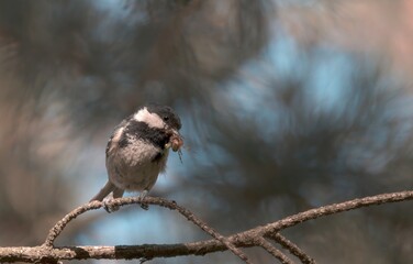 forest bird with food in its beak 