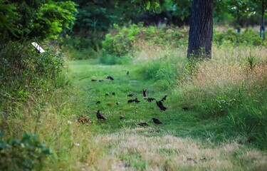 Group of birds searching food in the grass.