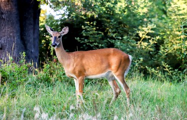 A deer waiting in the jungle. In fort Smallwood Park, Maryland 