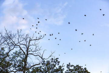 Group of birds flying around trees in the evening.  