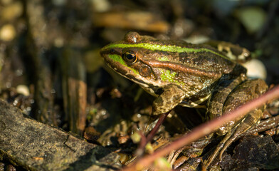 Close up of a frog
