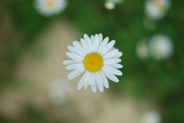 Fototapeta premium white daisy flower