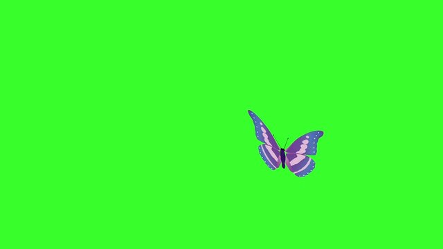 Animated colorful beauty butterfly on green screen chroma key