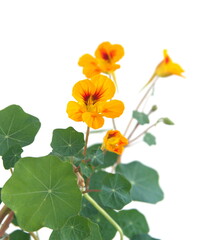 Nasturtium plant with yellow flowers, Nasturtium floridanum, Nasturtium officinale, on white background