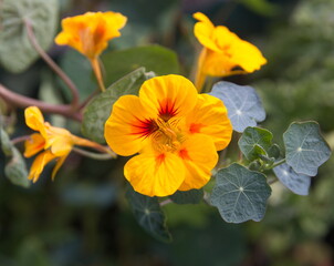 Nasturtium plant with yellow flowers, Nasturtium floridanum, Nasturtium officinale