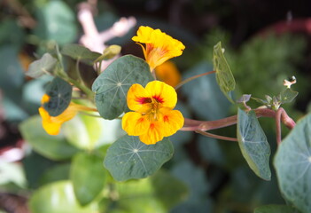 Nasturtium plant with yellow flowers, Nasturtium floridanum, Nasturtium officinale