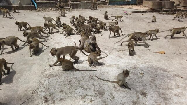 Many Monkeys eating food that people feed in summer season at thailand