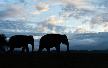 Fototapeta na wymiar Silhouette elephant with handler during sunset at a sanctuary 