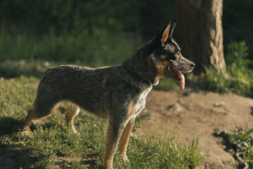 Portrait of Australian cattle dogs. Dog is designed for pastoral service.